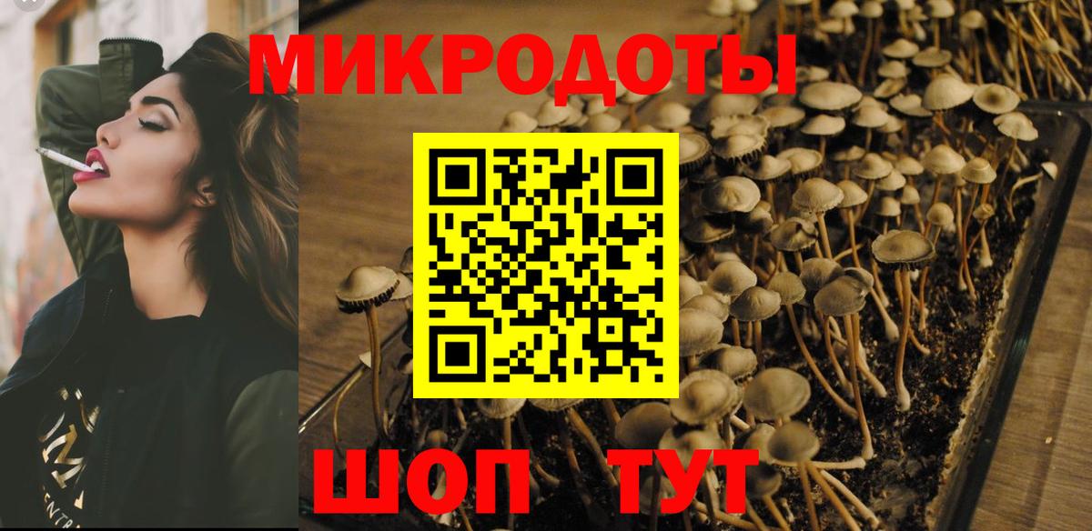 Псилоцибиновые грибы Psilocybe Краснодар